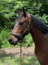 Hongre connemara de 5 ans 