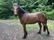 Hongre connemara de 5 ans 