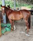 Little Queen Vergne SF 4 ans 
