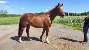 Little Queen Vergne SF 4 ans 