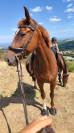 Little Queen Vergne SF 4 ans 