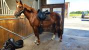 Little Queen Vergne SF 4 ans 