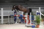 Cheval de saut / sport 
