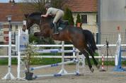 Cheval de saut / sport 