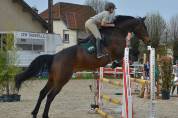 Cheval de saut / sport 