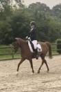 Mooie lieve merrie