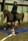 Mooie lieve merrie