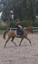Mooie lieve merrie