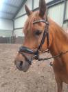 Mooie lieve merrie