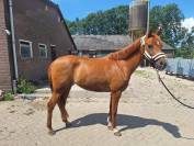 Mooie lieve merrie