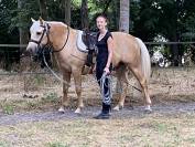 Palomino de 4 ans en cours de débourrage