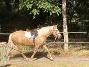 Palomino de 4 ans en cours de débourrage