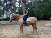 Palomino de 4 ans en cours de débourrage