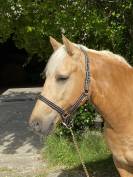 Palomino de 4 ans en cours de débourrage