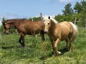 Palomino de 4 ans en cours de débourrage