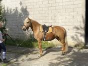 Palomino de 4 ans en cours de débourrage
