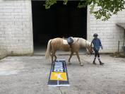Palomino de 4 ans en cours de débourrage