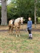 Palomino de 4 ans en cours de débourrage