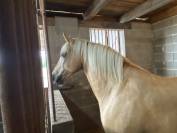 Palomino de 4 ans en cours de débourrage