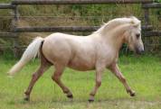 Hongre shetland prêt à débourrer