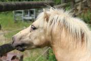Hongre shetland prêt à débourrer