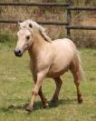 Hongre shetland prêt à débourrer