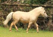 Hongre shetland prêt à débourrer