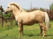 Hongre shetland prêt à débourrer