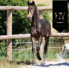 Pouliche kwpn Isabelle Sooty 