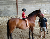 Cheval PRE Pure Race Espagnol