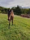 Cheval PRE Pure Race Espagnol