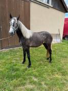 PONEY CONNEMARA FEMELLE NEE EN 2023