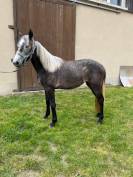 PONEY CONNEMARA FEMELLE NEE EN 2023