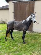 PONEY CONNEMARA FEMELLE NEE EN 2023