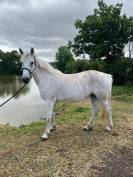 PONEY CONNEMARA POULINIERE SAILLIE EN 2025