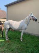 PONEY CONNEMARA POULINIERE SAILLIE EN 2025