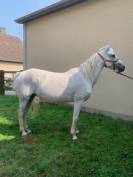 PONEY CONNEMARA POULINIERE SAILLIE EN 2025