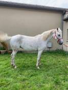 PONEY CONNEMARA POULINIERE SAILLIE EN 2025