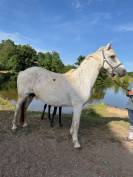 PONEY CONNEMARA POULINIERE SUITEE