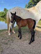 PONEY CONNEMARA POULINIERE SUITEE