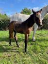Broodmare Connemara For sale 2013 Grey