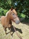 HONGRE CONNEMARA PART BRED  4 ANS