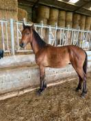 PONEY CONNEMARA HONGRE NE EN 2024