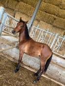 PONEY CONNEMARA HONGRE NE EN 2024