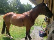 CHEVAL WELSH COB PP