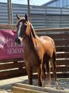 PFS 4 ans 156 cm