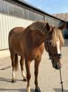 PFS 4 ans 156 cm