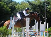 Jument de sport de 8 ans