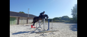 Hongre de 4 ans