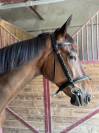 Jeune cheval 